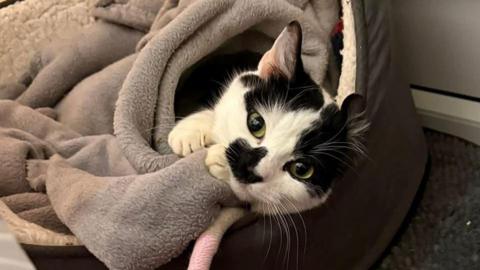 A black and white cat laid on its side in a dark grey bed, clawing a light grey blanket. 