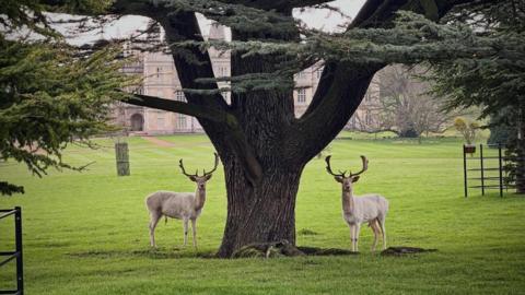 Two white fallow bucks stand on either side of a thick oak tree in the lawned grounds of a stately home
