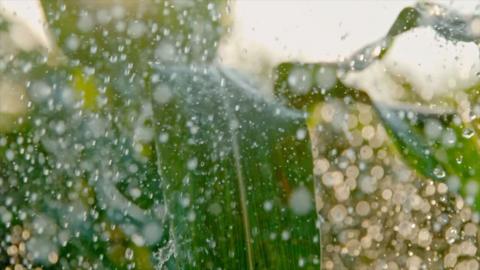 Rain drops falling and bouncing off big green leaves.