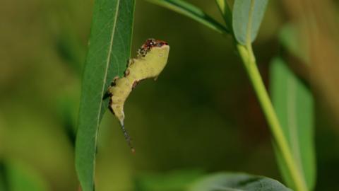 A caterpillar on a leaf
