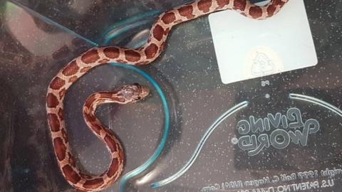 The corn snake in a plastic container