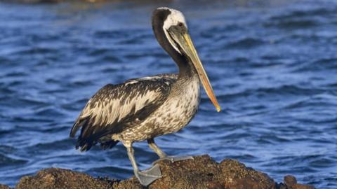Brown pelican standing on a rock surrounded by water in Pisco, Peru