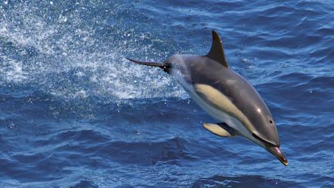 A dolphin in the Bay of Biscay