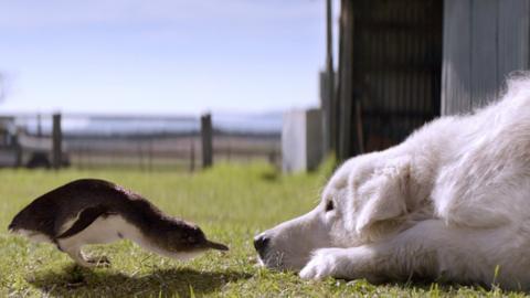 Penguin and sheepdog