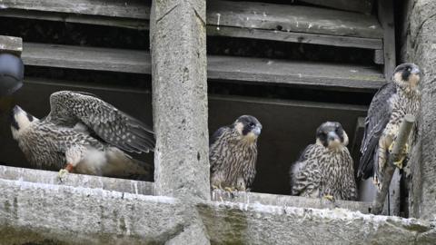 Four peregrine falcons sitting on a grey stone church tower. One has its wings slightly spread. They are all ringed.