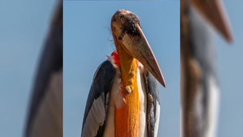 An adjutant stork