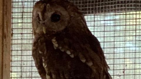 Brown and white owl standing sideways with metal mesh of enclosure behind