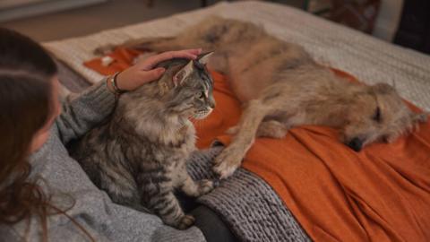 A woman with long brown hair wearing a grey jumper sat on a bed with a cat on her lap. A grey blanket and an orange blanket covers her legs. A large dog is laid on the orange blanket.