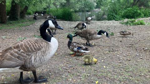 A Canada goose is in the foreground, with a gosling nearby, while more geese and ducks can be seen further back. In the distance Ladygrove Lake can be seen, where more ducks and geese are swimming.