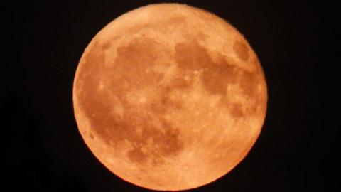 Strawberry Moon close up