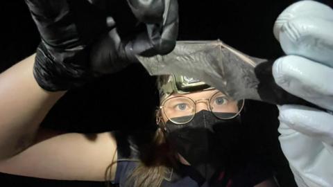 Hannah Le Morvan holds a bat wing out in front of her, the background is dark, she is wearing a facemask, a headtorch and round glasses. She wears gloves to protect the delicate wings.