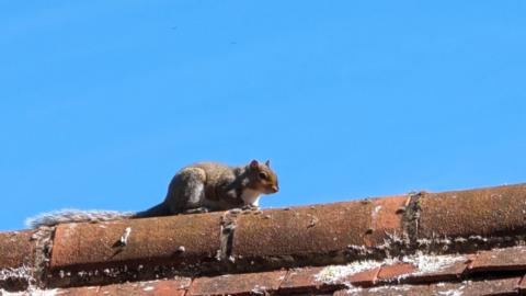 A grey squirrel sits on red roof tiles with blue sky behind