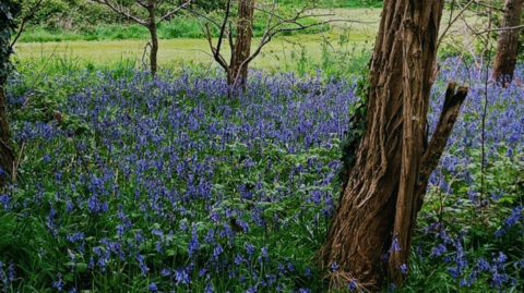 Image of bluebells at Bulmershe Woods a mixture of Spanish and English
