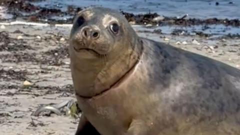 A grey seal pup on a sandy shore, looking at the camera