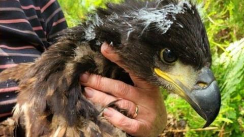 A bird with a sharp black beak, mottled brown and grey feathers, yellow feet and long black talons is held by a set of human hands. It looks calm and concentrated.