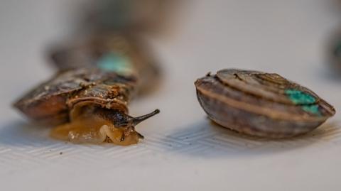 Two tiny snails marked with coloured dots