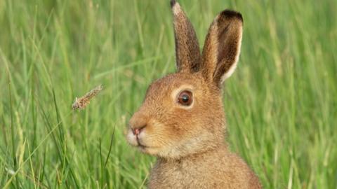 Hare in a field
