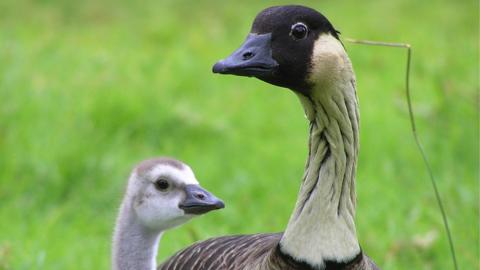 nēnē gosling and its parent