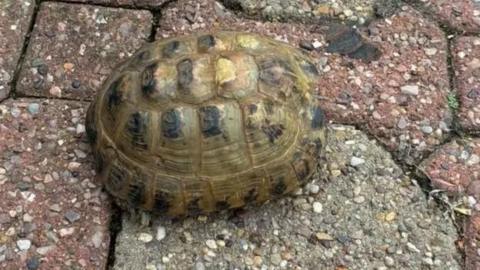 Tortoise on paving stones
