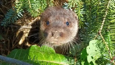 An otter poking its head out from a green Christmas tree. It has a brown furry face, dark eyes and long whiskers. 