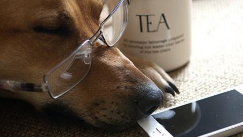 Stock image of a dog asleep next to a mobile phone