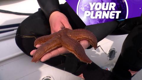A diver holding a starfish and the Your Planet logo