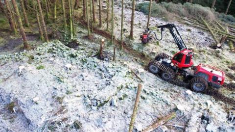 Forestry work at site of ruined township