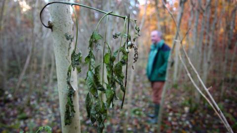 A droopy branch of leaves on an ash tree