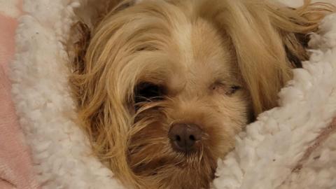 Small dog wrapped up in a woolly blanket