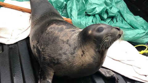An image of a captured seal provided by the local police