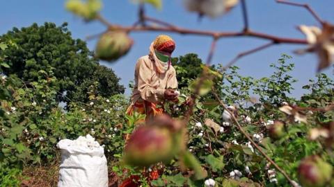Cotton field in Maharashtra