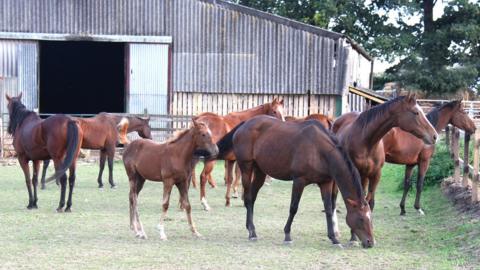 Thoroughbred horses