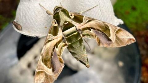 A large colourful moth sits with its wings spread, perched on an egg box. The curved patterns across its wings are in tones of greens, browns, creams, with a little purple. The wingspan is wider that the egg box's depth.