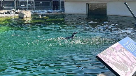 A penguin in a zoo pool surrounded by small waves.