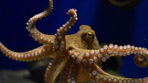 Common octopus shows its tentacles to the camera. They are full of suckers