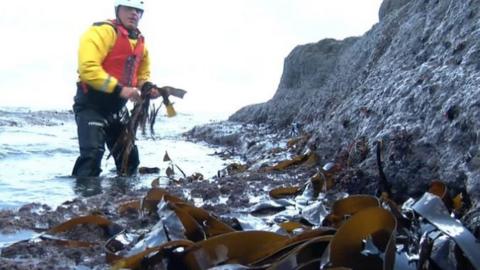 Seaweed farming could become a reality in Scarborough