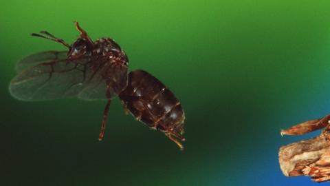 Ant