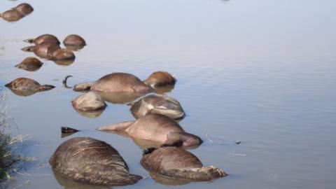 Dead buffaloes in river