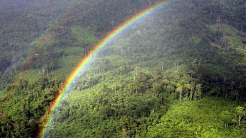 Rainbow and forest