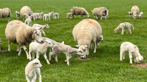 Generic shot of sheep and lambs wandering around a green field. Some of the sheep are eating food left on the grass.