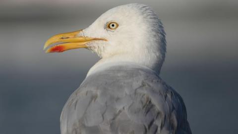 A gull shown in profile. It has light grey feathers on its back and a white head and a yellow beak.