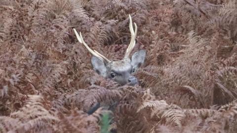 A sika deer turns its head to look at the camera whilst almost completely hidden among brown bracken. Only its head and pale antlers can be seen poking above the foliage.