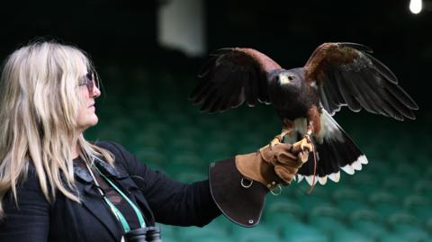 Donna Davis at the All England Club in Wimbledon, holding a Harris's hawk on her left hand, which is wearing a leather gauntlet. The brown hawk is sitting on the glove with its wings outstretched and its dark white-tipped tail feathers behind. Davis has long blonde hair and is wearing a black jacket and dark glasses. Behind them are rows and rows of green stadium seats. 29 June 2026.