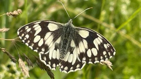 A black and white patterned butterfly sits on a green stalk.