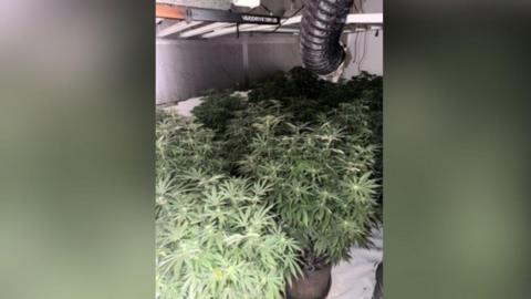 Cannabis plants