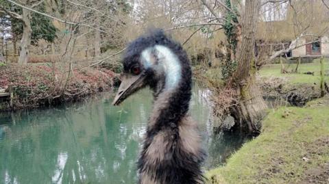 Emu with black and white fur stood near river on grass verge.