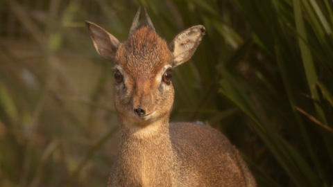 Picture of a Kirk Dik Dik