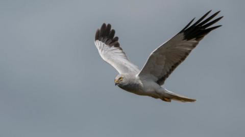 A hen harrier flies against a grey sky