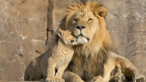 Adult and young lion cuddling up 