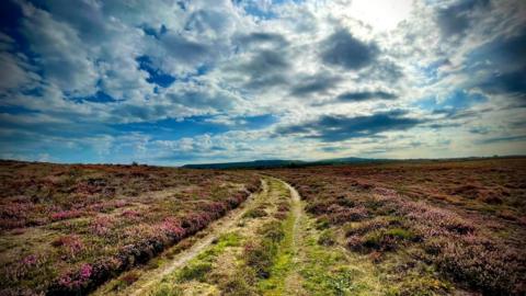 A grass track runs through the heathland purple heather at the Arne Nature Reserve. The track is the width of a vehicle with wheel parks, and on either side the heather stretches to the horizon. Above there is a blue sky with white and grey clouds.